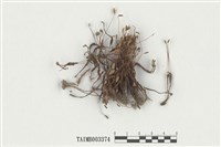 藏品(小金髮苔屬)的圖片